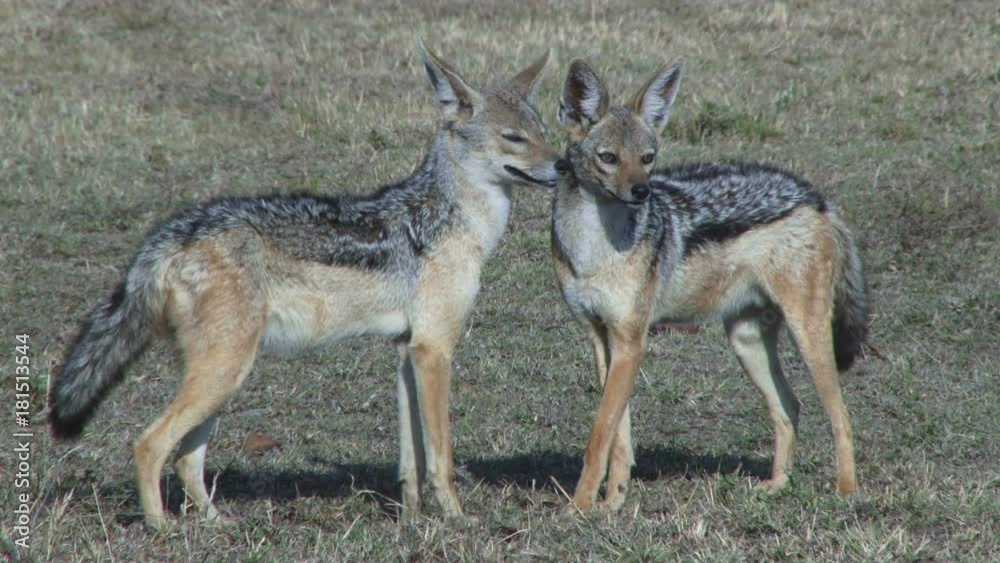 black backed jackals grooming each other in the wild. black backed jackals grooming each other in the wild.