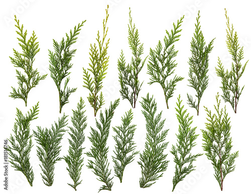 Fresh green pine leaves isolated on white background photo