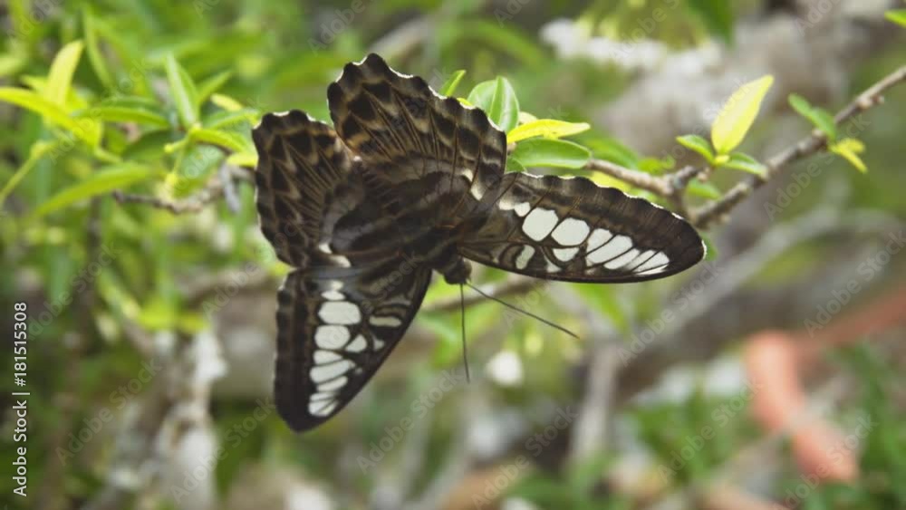 Clipper Butterfly Resting in the Sun. UHD 4k video Clipper Butterfly Resting in the Sun. UHD 4k video