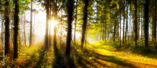 Path through an autumn forest in bright sunshine