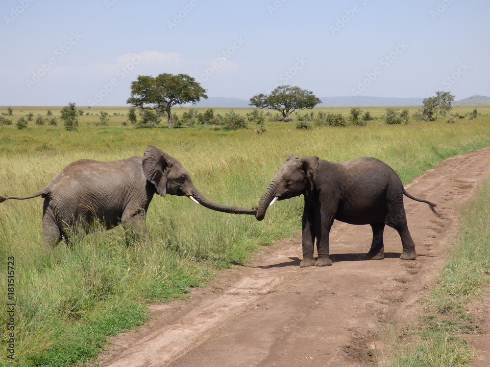 Young elephants playing on a dirt road.