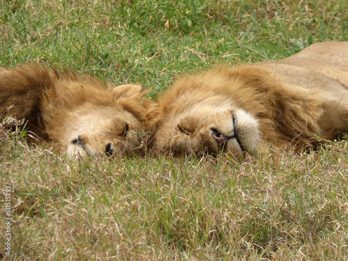 Two lion males sleep with t...