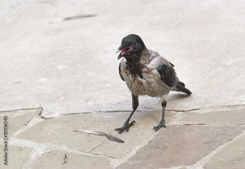 Hooded crow or hoodie (Corvus cornix)