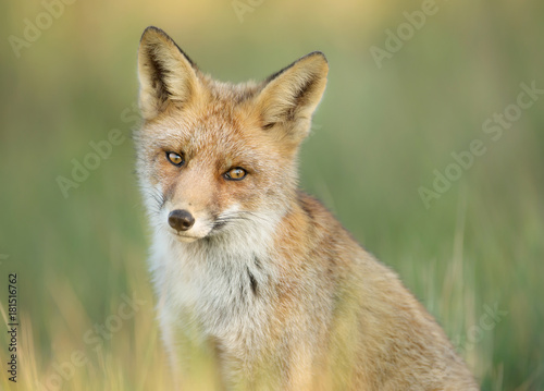 Close up of a young red fox sitting in the grass, Netherlands © giedriius