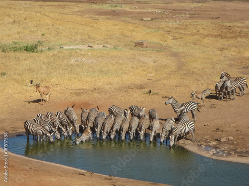 Zebras
