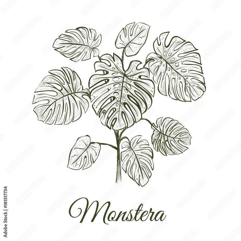 Monstera plant skech. Monstera hand drawing. Araceae vector illustration