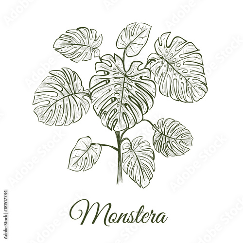 Monstera plant skech. Monstera hand drawing. Araceae vector illustration