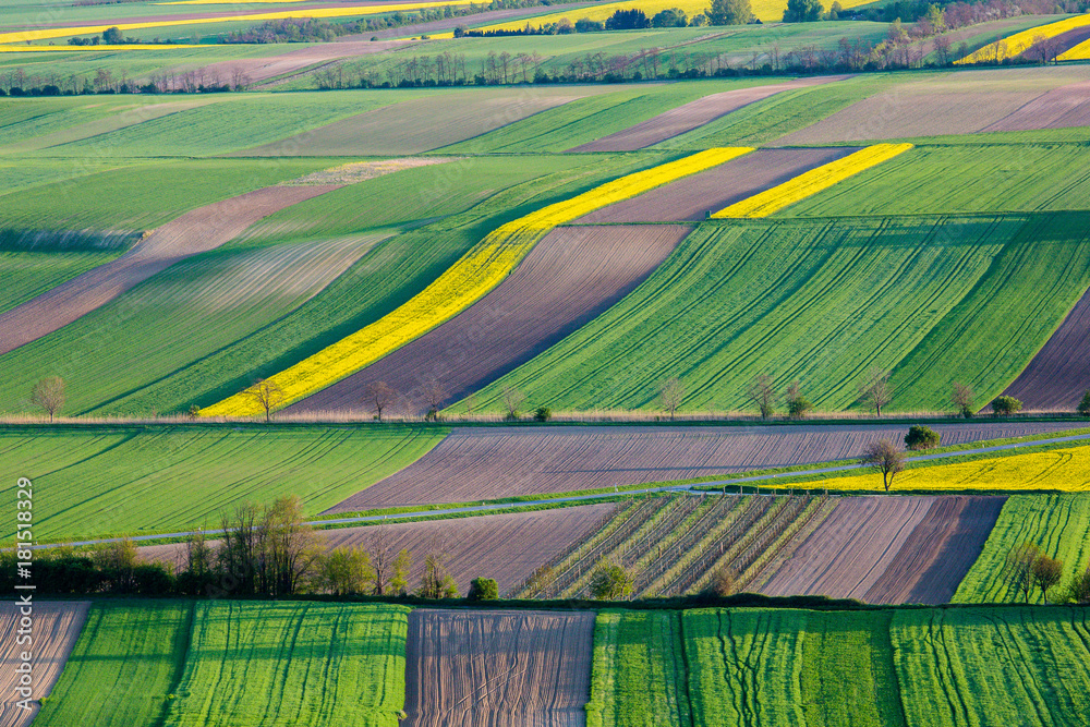Fields in Austria landscape in spring