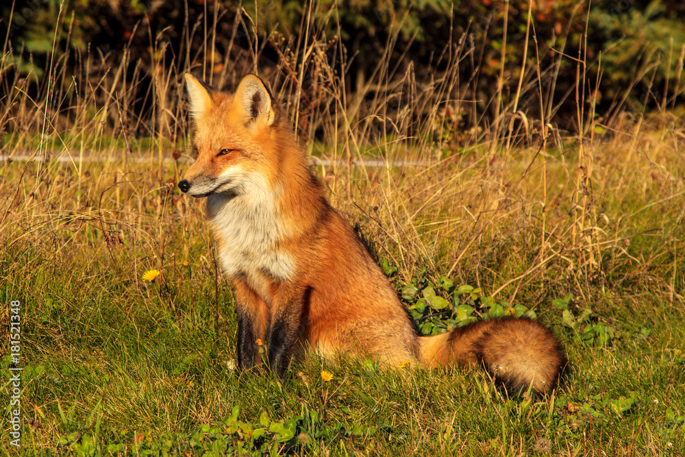 Red fox posing in the sun along the side of the road in PEI Red fox posing in the sun along the side of the road in PEI