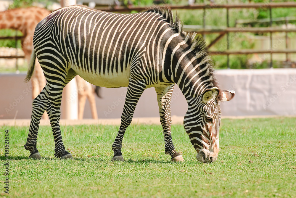 Grevy's zebra or imperial zebra (Equus grevyi) Grevy's zebra or imperial zebra (Equus grevyi)