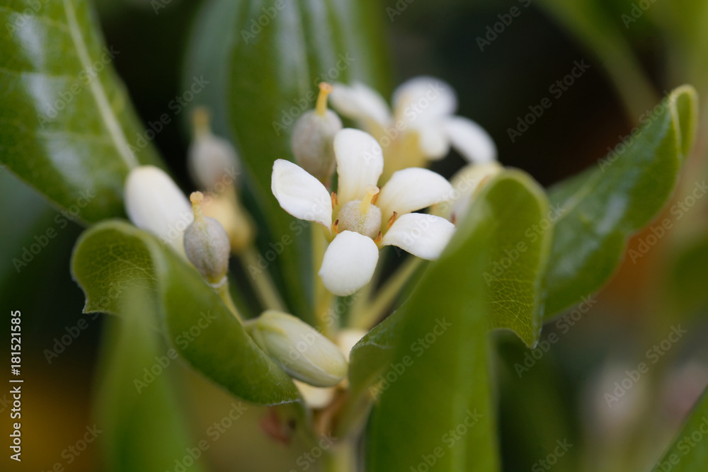 Fototapeta premium Flowers of Japanese cheesewood (Pittosporum tobira)