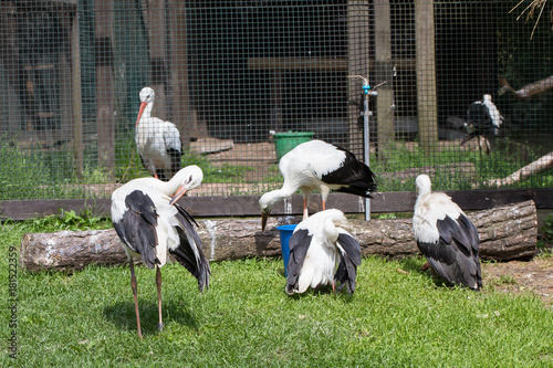 Fototapeta Naklejka Na Ścianę i Meble -  Storks, a hospital for birds, polish lake district Mazury (Masuria), nature reserve, Poland