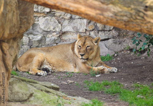 Asiatic lioness  Panthera leo persica . Female
