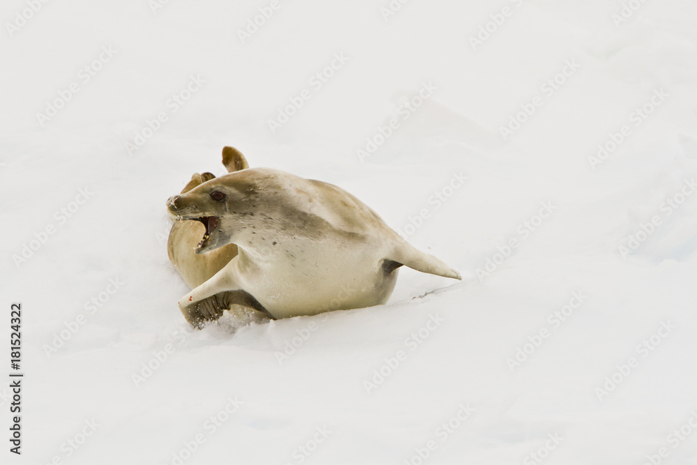 The crab, the seal(lobodon carcinophagus)shows aggression on the ice in the Davis sea Antarctica