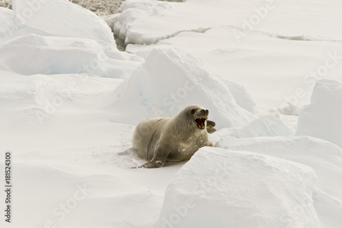 The crab, the seal(lobodon carcinophagus)shows aggression on the ice in the Davis sea Antarctica