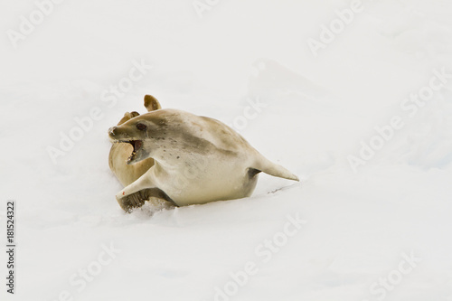 Fototapeta Naklejka Na Ścianę i Meble -  The crab, the seal(lobodon carcinophagus)shows aggression on the ice in the Davis sea Antarctica