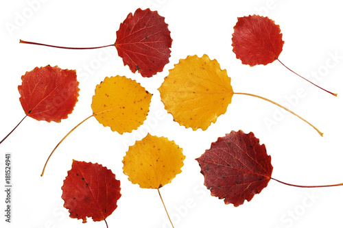 Red and yellow asp leaves on white background