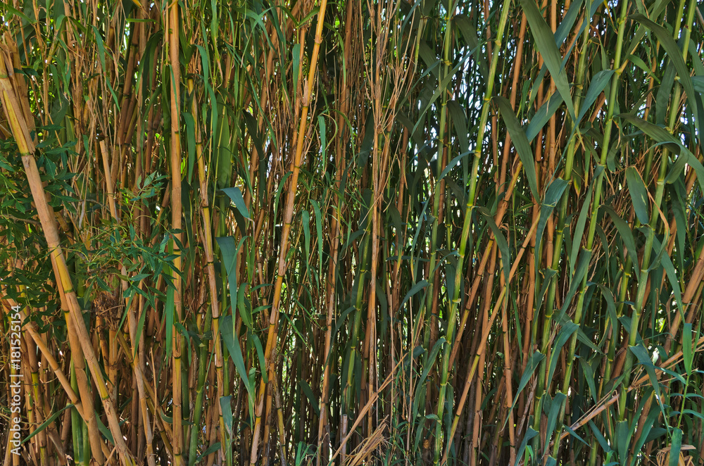 Wild Bamboos. Nature backgrounds Wild Bamboos. Nature backgrounds