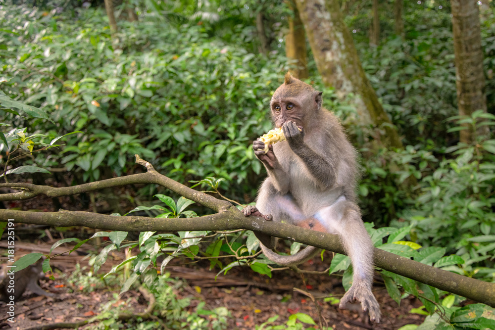 Crab-eating macaque also known as Long-tailed macaque in Ubud Monkey Forest, Bali