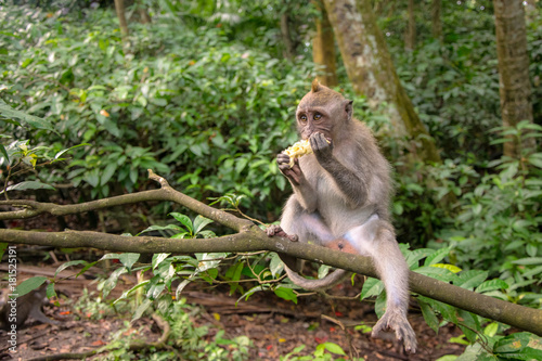 Crab-eating macaque also known as Long-tailed macaque in Ubud Monkey Forest, Bali