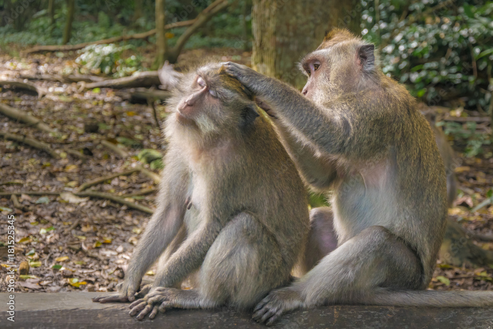 Macaque also known as Long-tailed macaque in Ubud Monkey Forest, Bali