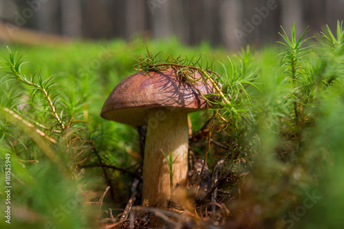 Mushroom in the green moss in the forest