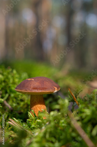 Mushroom in the green moss in the forest