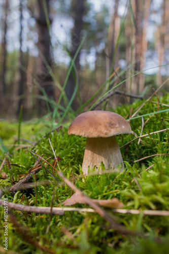 Mushroom in the green moss in the forest