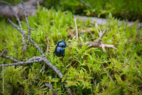 Dark blue beetle in the moss in the forest