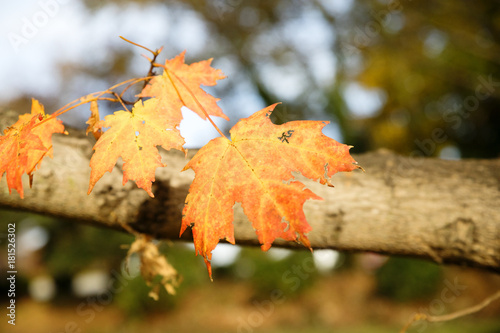 Orange and Yellow Leaf on a Tree During Fall
