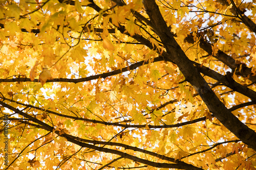 Tree During the Fall