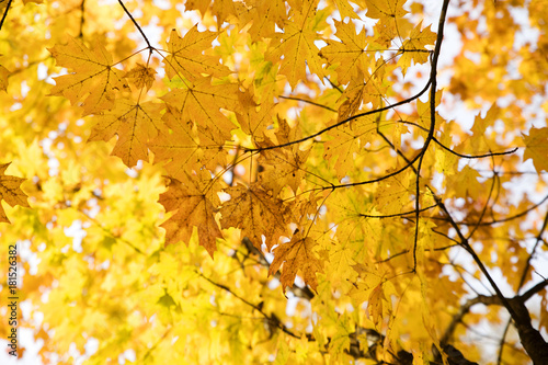 Tree During the Fall