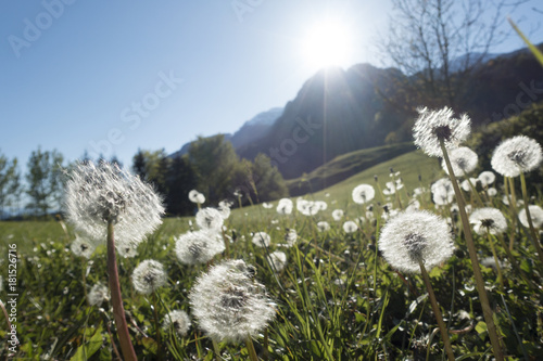 Fototapeta Naklejka Na Ścianę i Meble -  Löwenzahl,Pusteblume auf einer Wiese