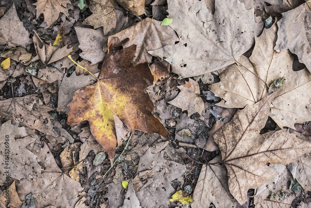 Yellow autumn leaf on a ground full of brown fall leaves