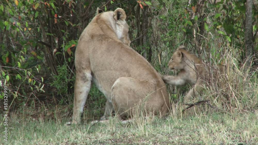 Mother lion refuses to play with her cubs Mother lion refuses to play with her cubs