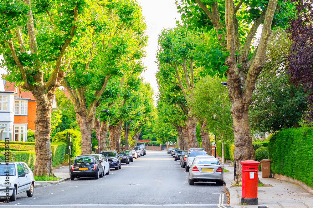 View of street lined with trees in London - obrazy, fototapety, plakaty 