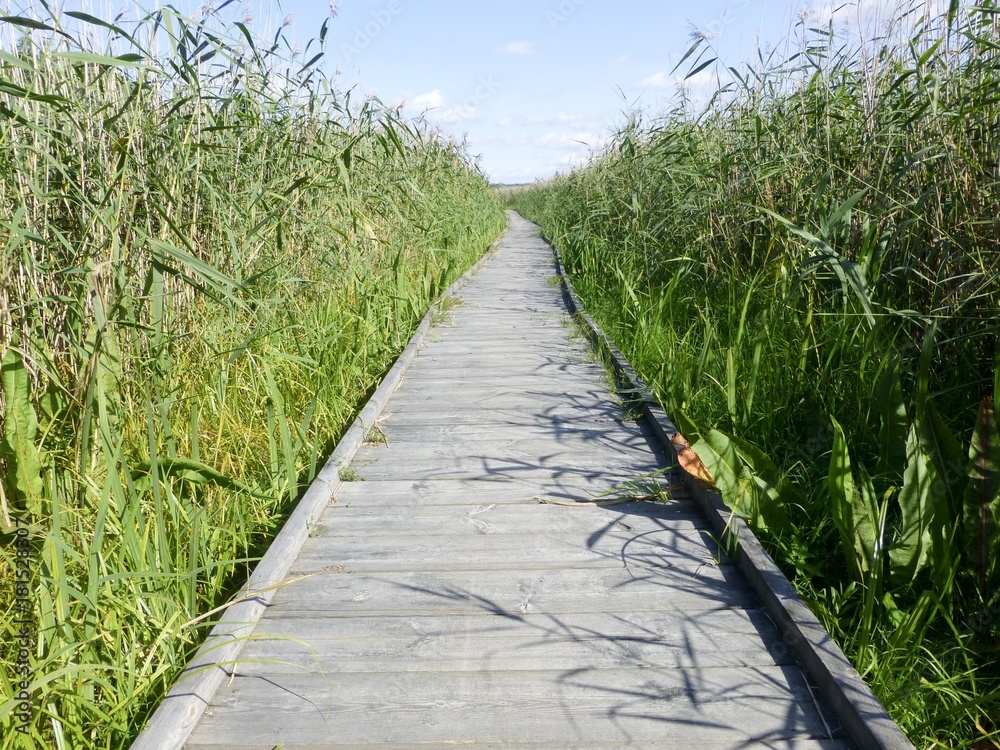 Footbridge in reed