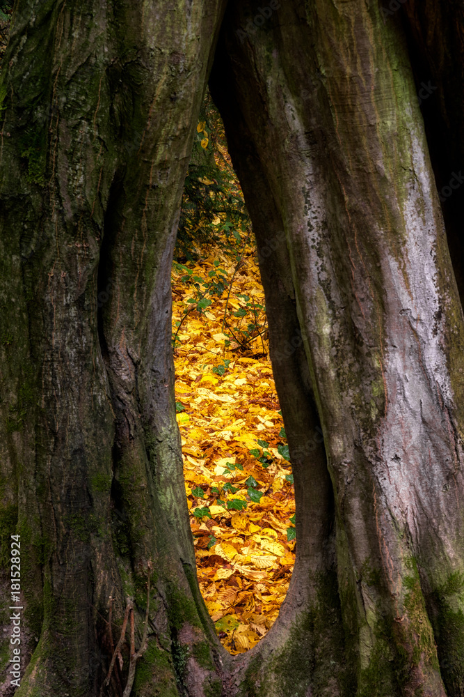 Obraz premium Yellow leaves on ground