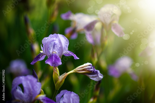 Fototapeta Naklejka Na Ścianę i Meble -  Beautiful violet with white flowers irises