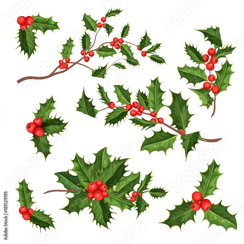 vector realistic holly, mistletoe leaves set
