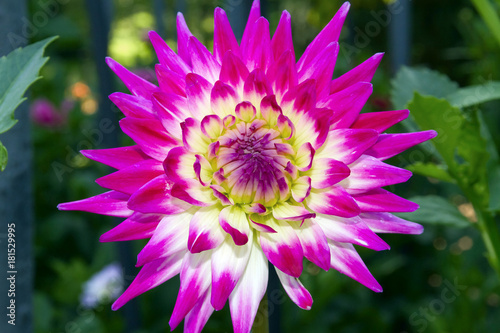 Fototapeta Naklejka Na Ścianę i Meble -  Dalia Fiore Dahlia Flower