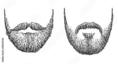 Beard illustration, drawing, engraving, ink, line art, vector photo