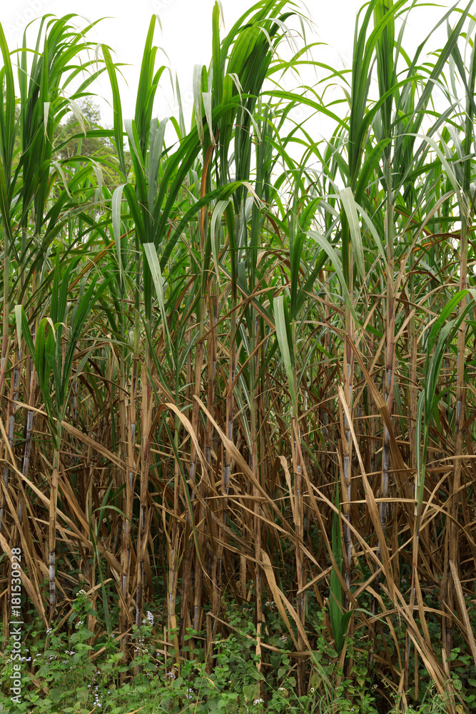 Sugarcane plants growing at field Sugarcane plants growing at field