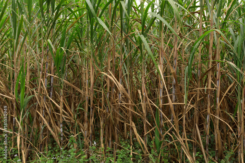 Fototapeta premium Sugarcane plants growing at field