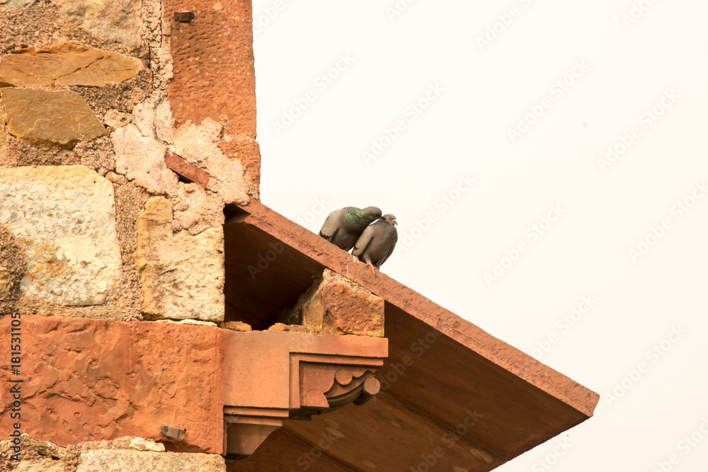 Obraz premium Dach mit Tauben