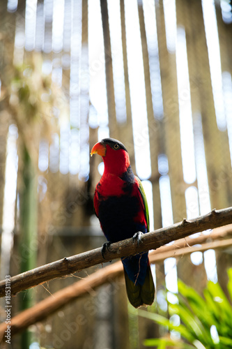 Bird with red head in nature habitat. Wildlife tour in Asia. photo