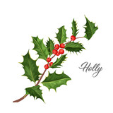 vector christmas holly mistletoe ilex leaves