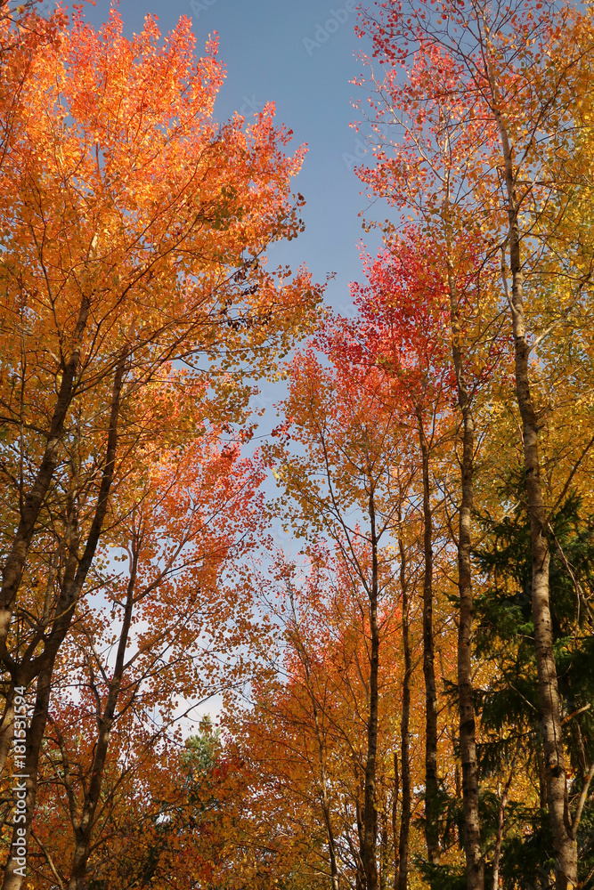 Colorful tree tops in the fall