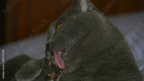 British breed cat cleans itself with the tongue, lying on the bed, white photo