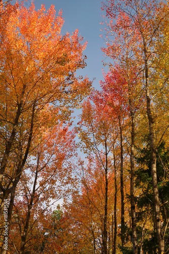 Colorful tree tops in the fall